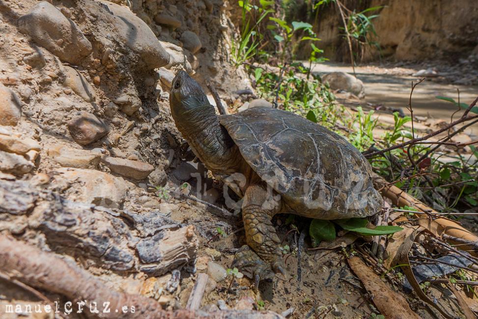 Galápago leproso (Mauremys leprosa)